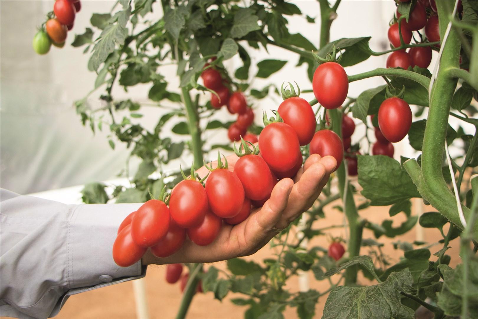 mountain vineyard tomato