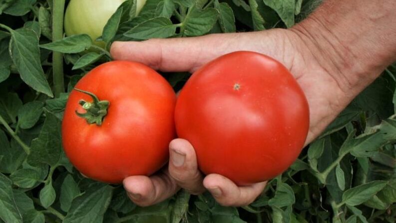 mountain gem tomato