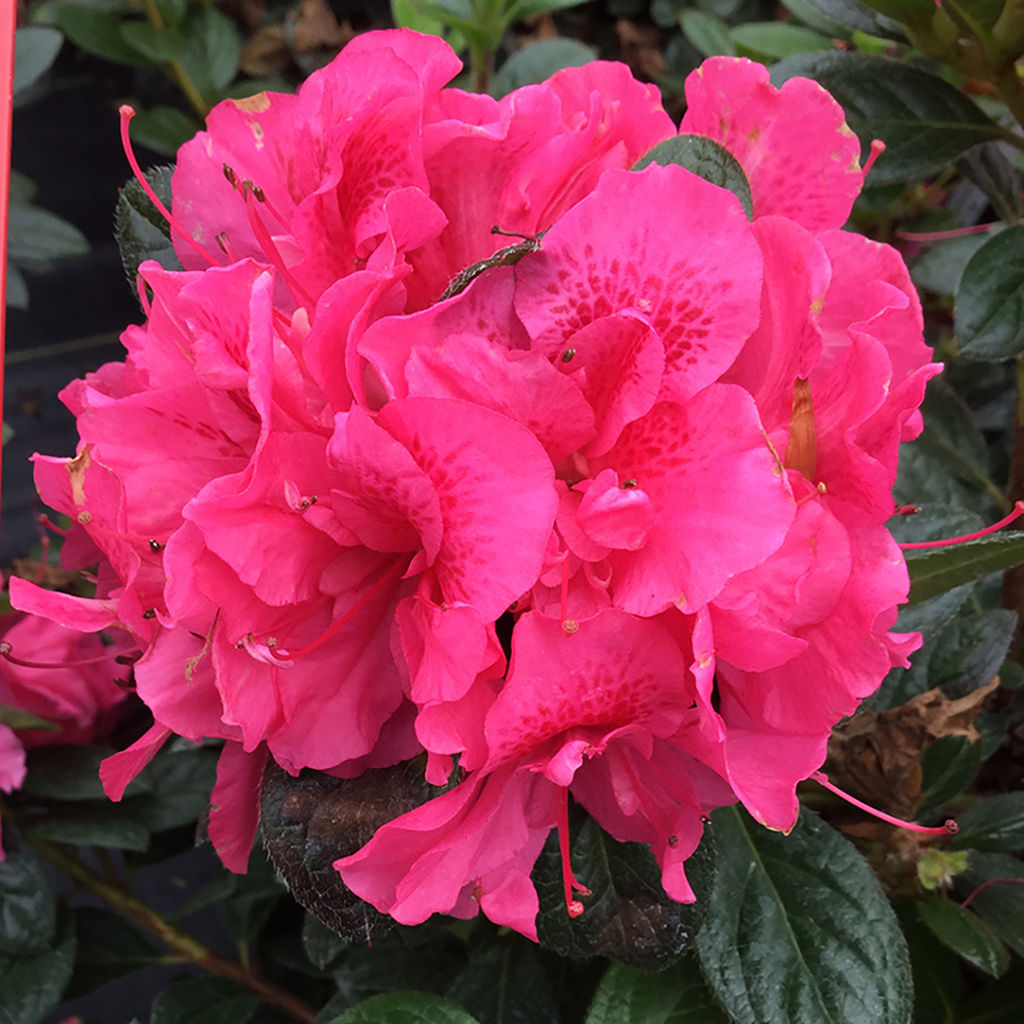 azalea double dark pink