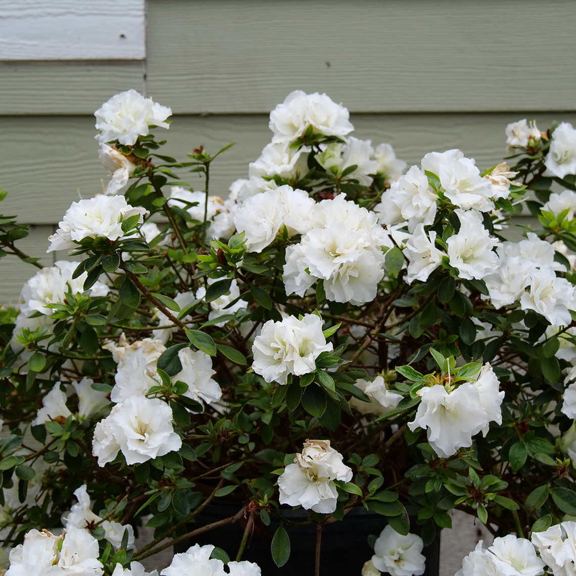 Azalea Double White