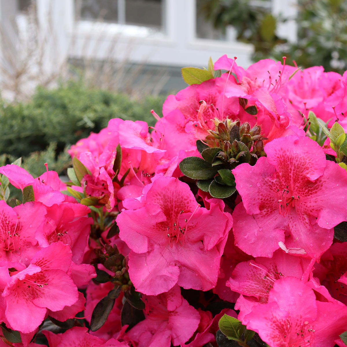 Azalea Epic Pink