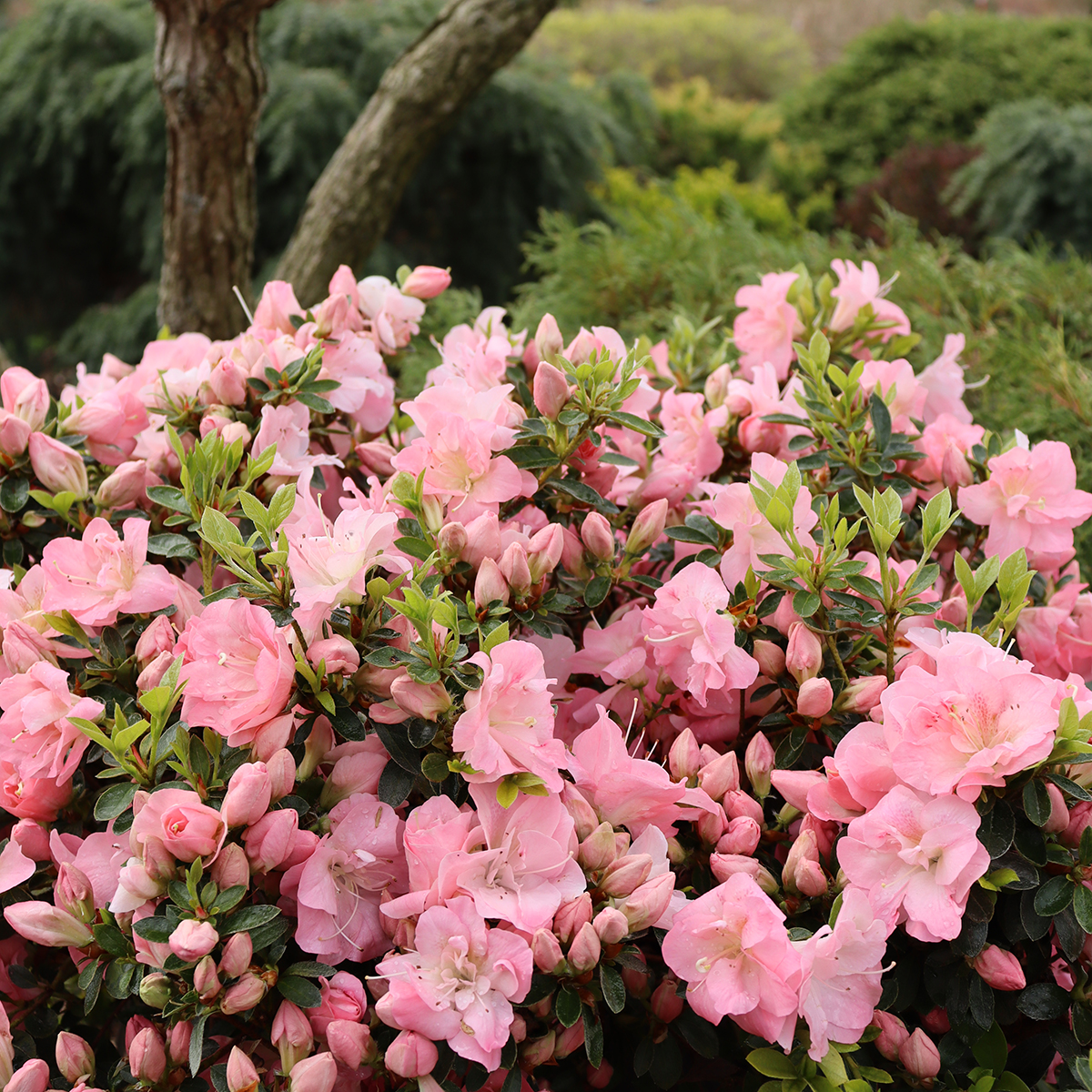 azalea perfecto mundo pink carpet