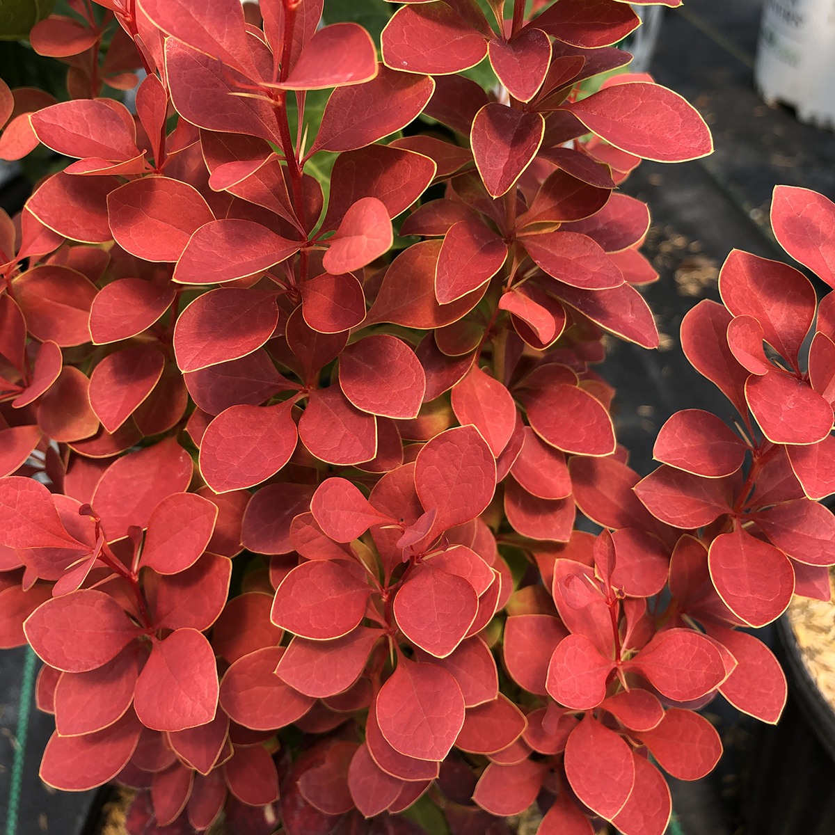 berberis barberry sunjoy orange pillar