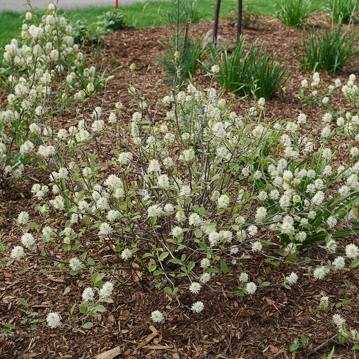 Bottlebrush Witch-alder Legend of the Small