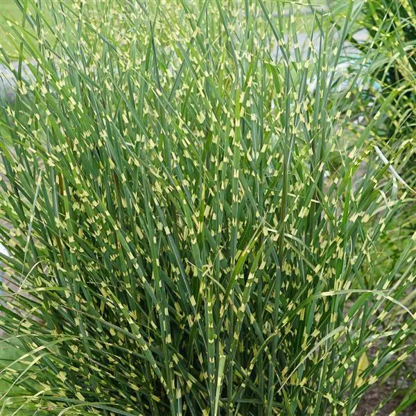 high frequency miscanthus grass