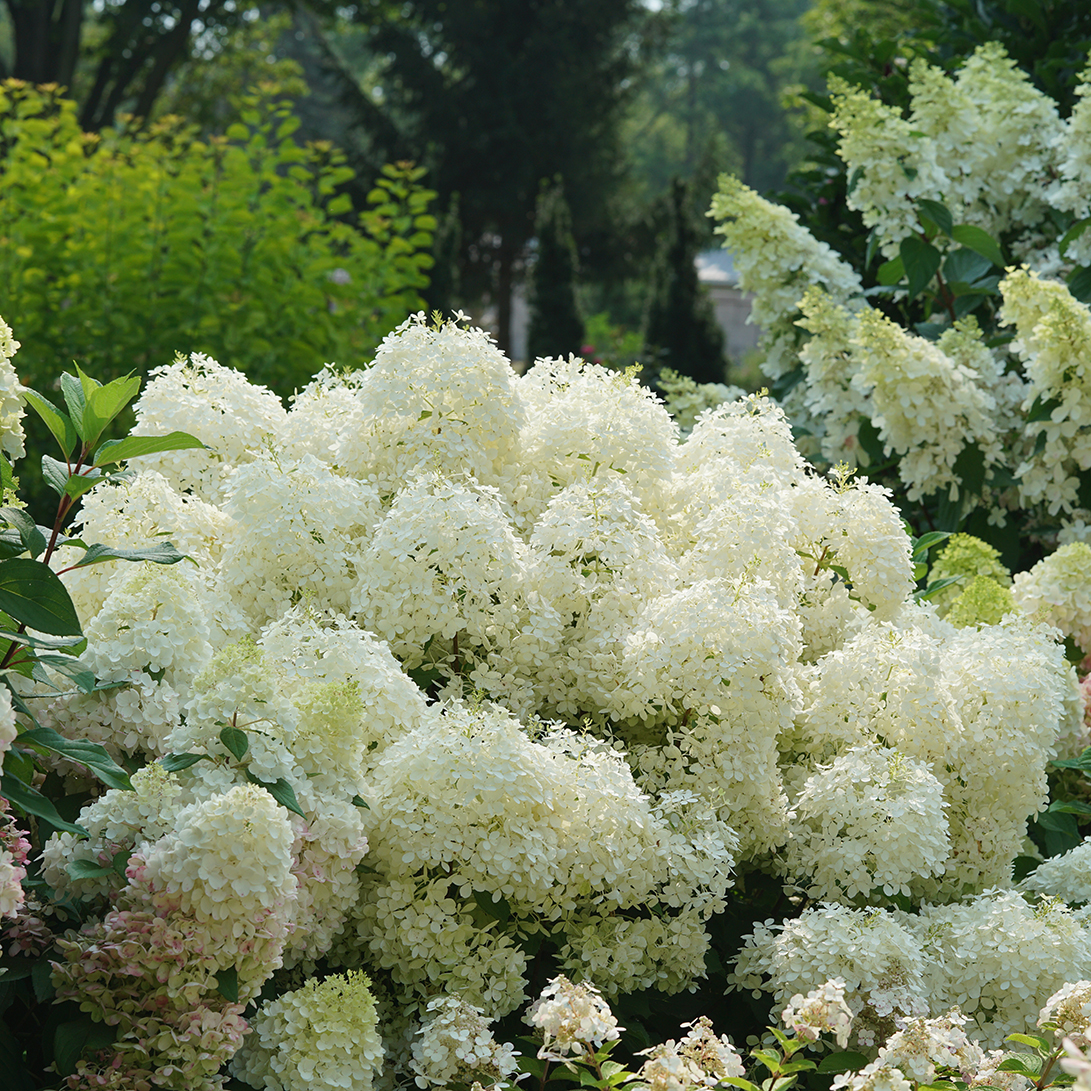 Puffer Fish Hydrangea Panicle