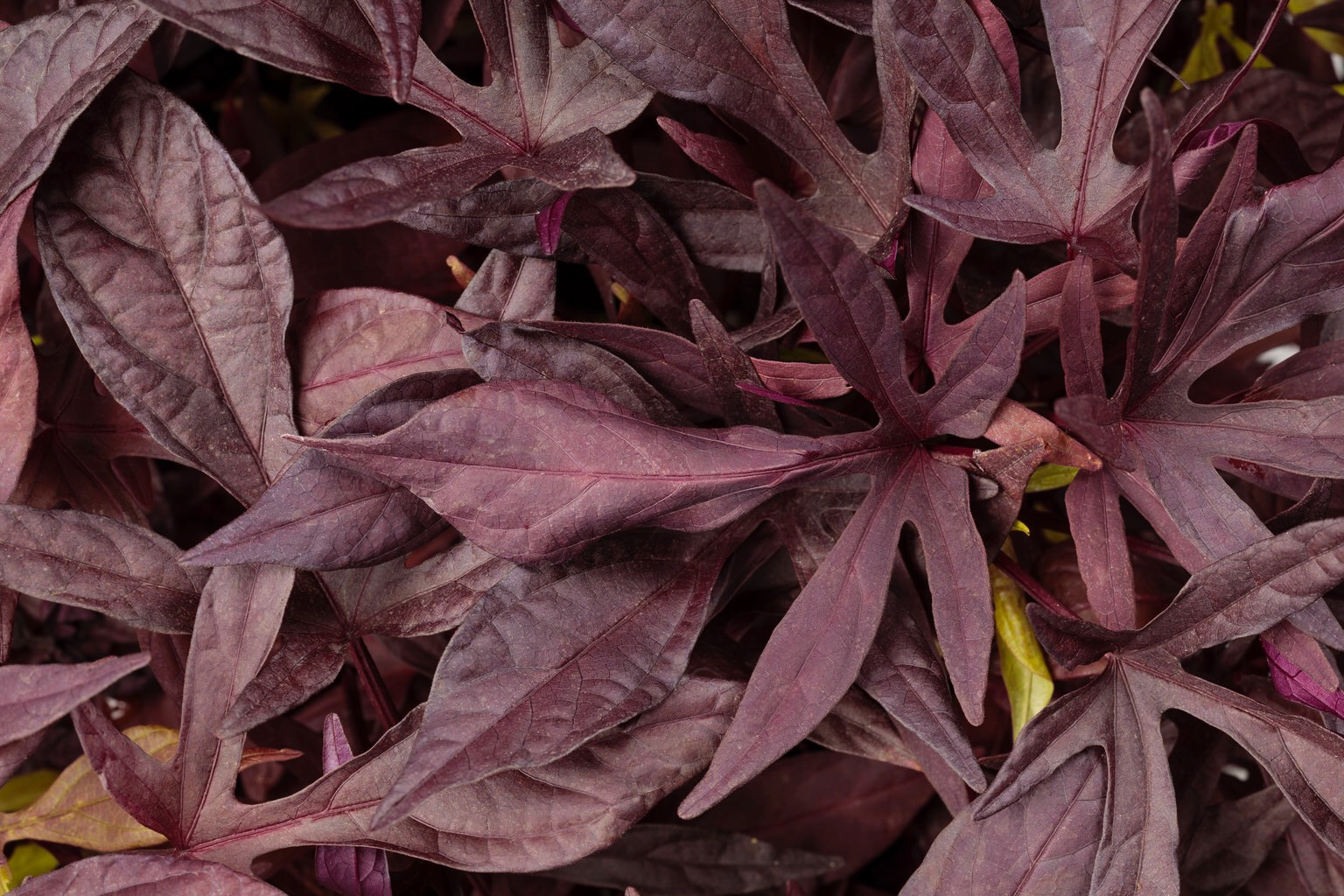 illusion penny lace ornamental sweet potato vine