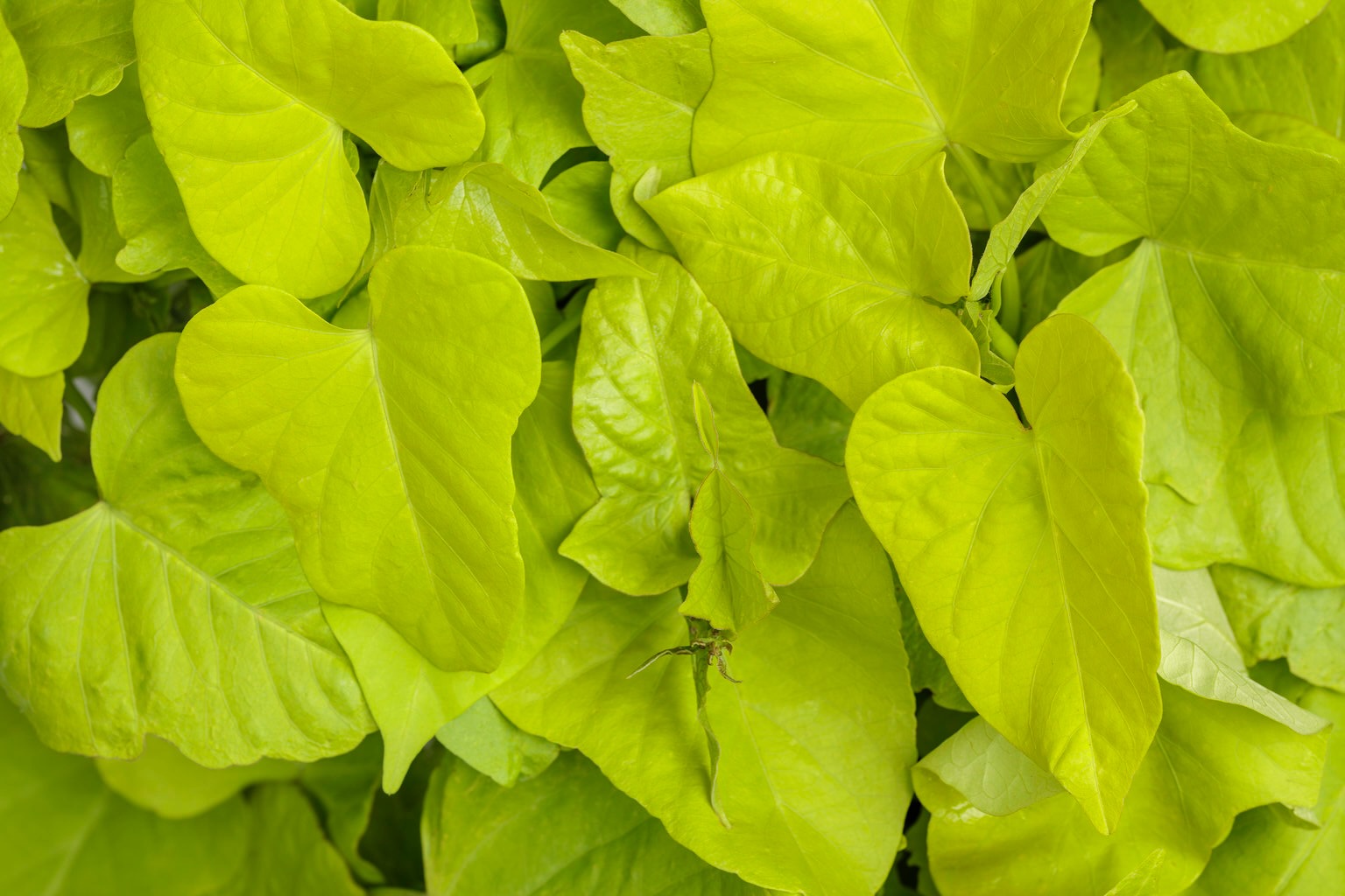 sweet caroline margarita ornamental sweet potato vine