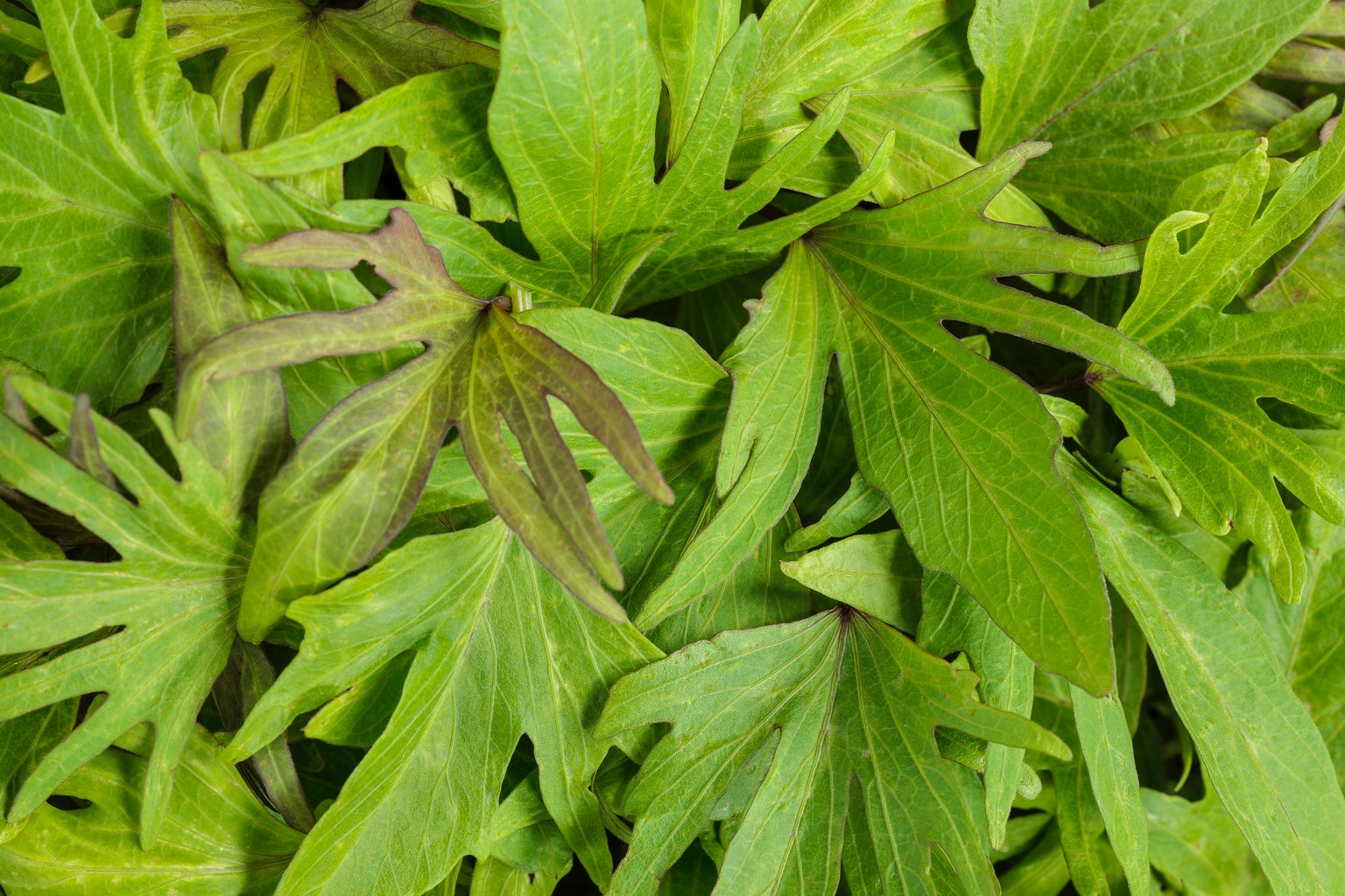 sweet caroline medusa green ornamental sweet potato vine