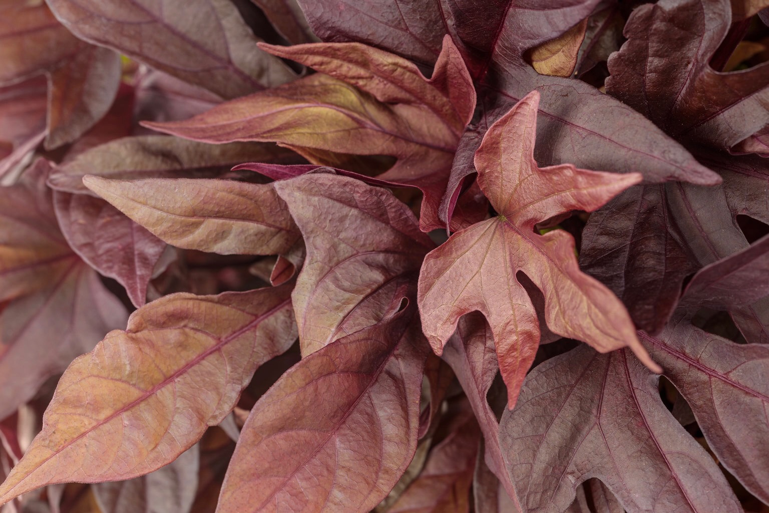 sweet caroline red hawk ornamental sweet potato vine