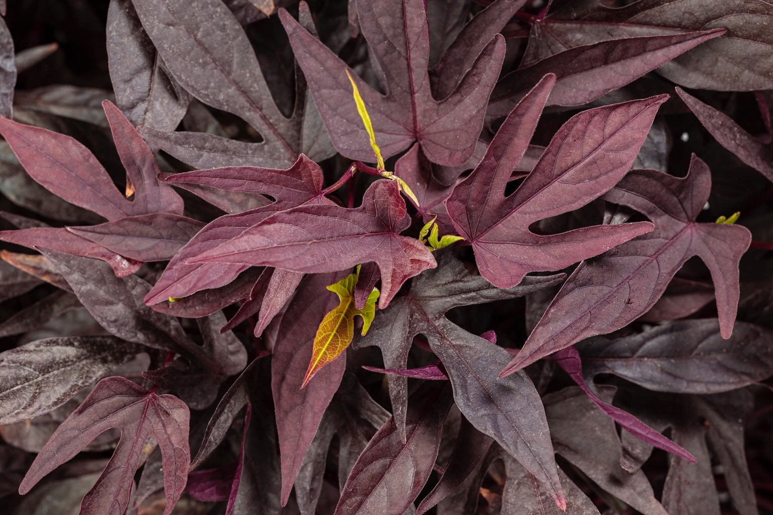 sweet caroline upside black coffee ornamental sweet potato vine