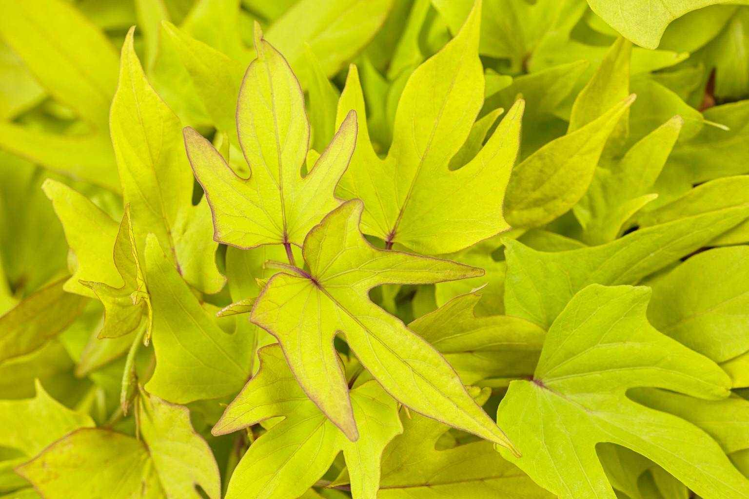 sweet caroline upside key lime ornamental sweet potato vine