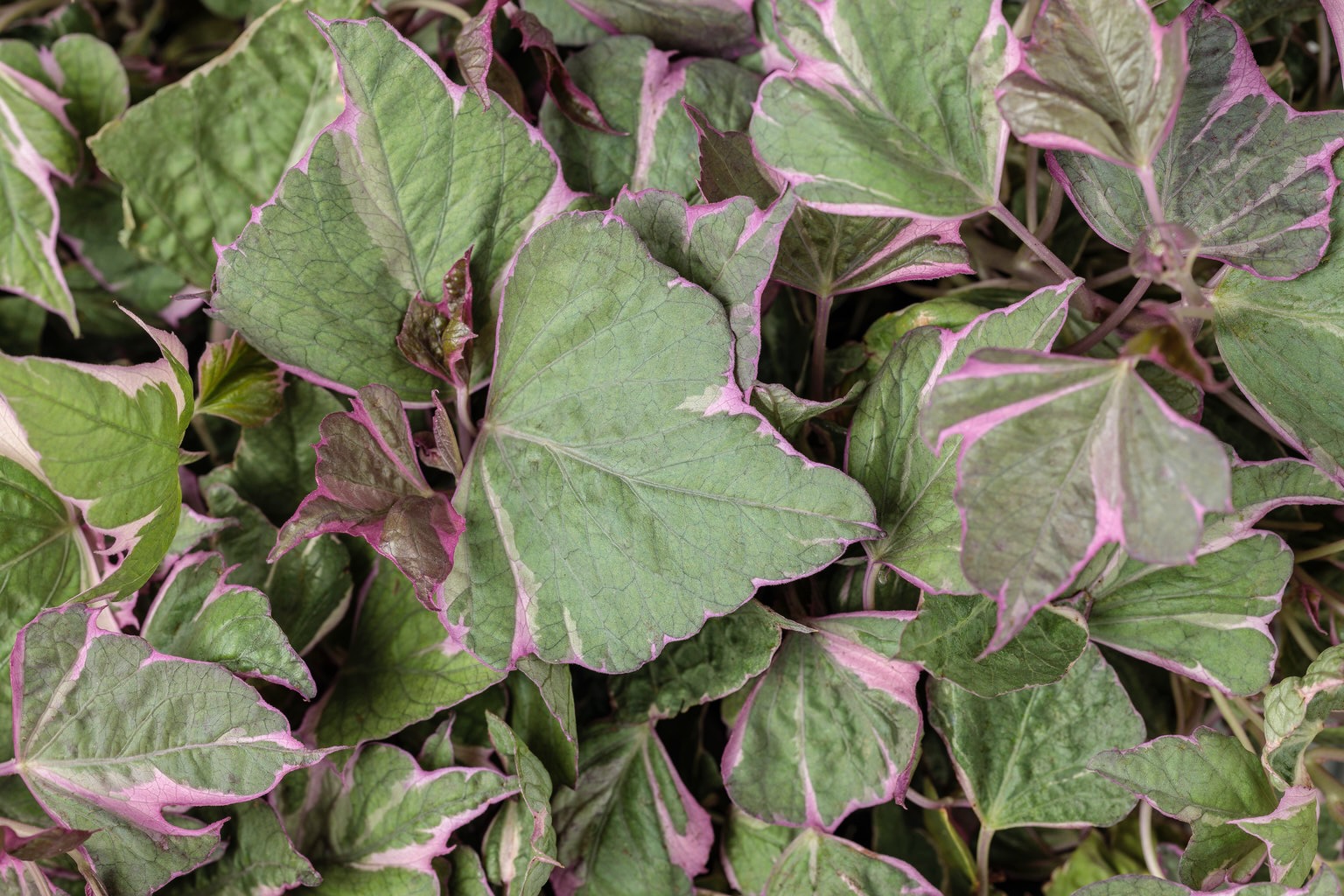 sweet caroline tricolor ornamental sweet potato vine