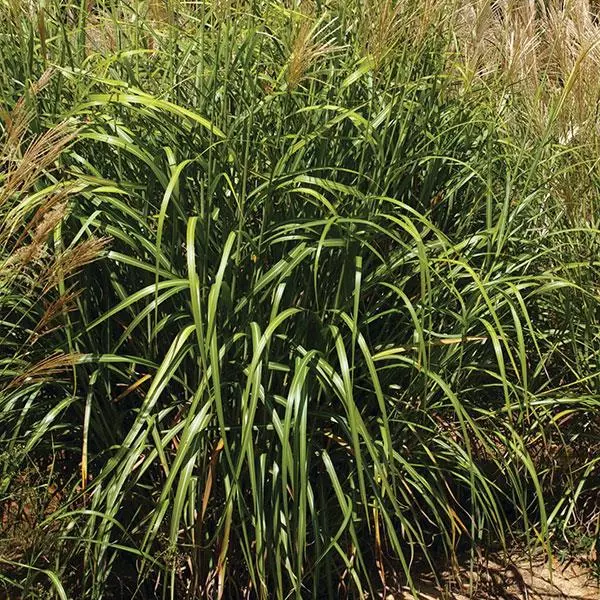 my fair maiden maiden grass miscanthus