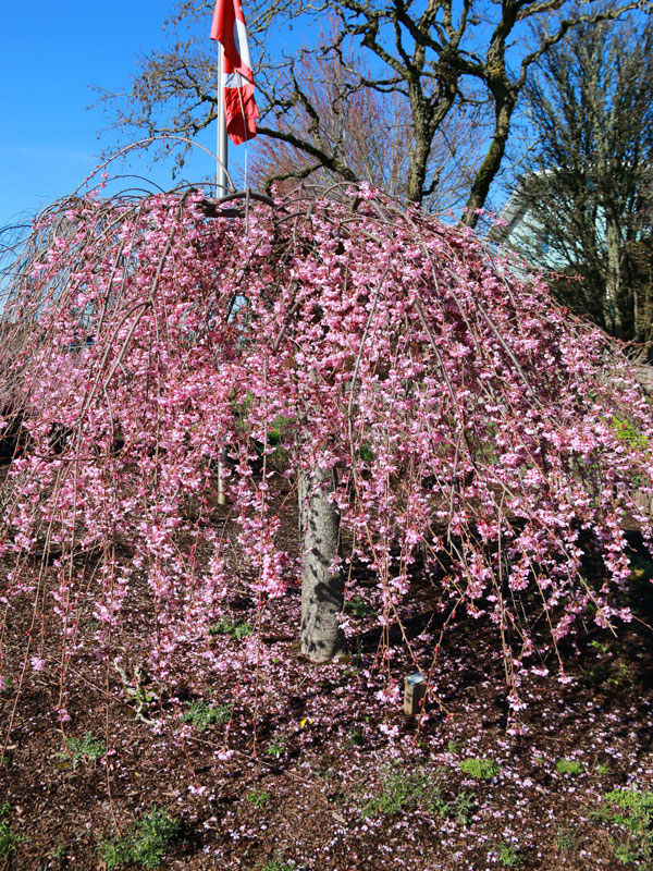 pink cascade flowering cherry tree