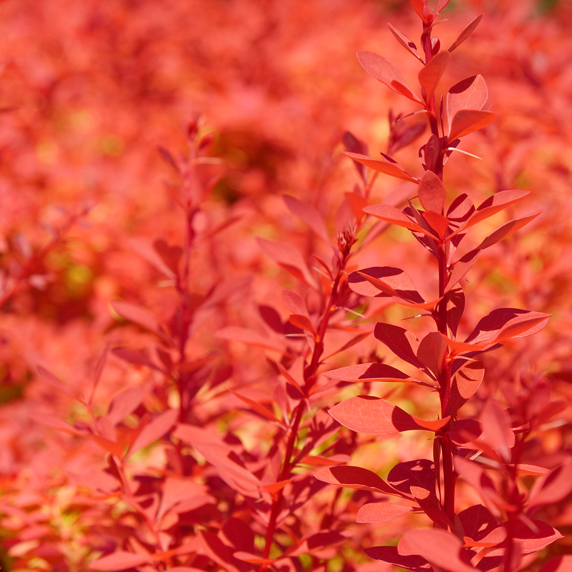 berberis barberry sunjoy neo