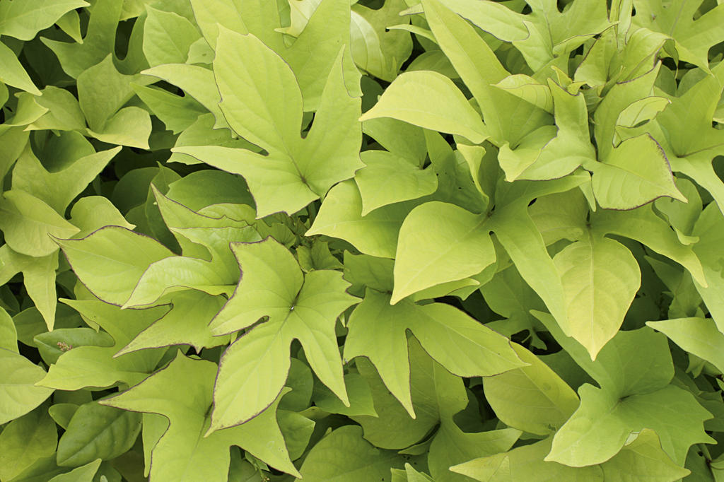 sweet caroline light green ornamental sweet potato vine