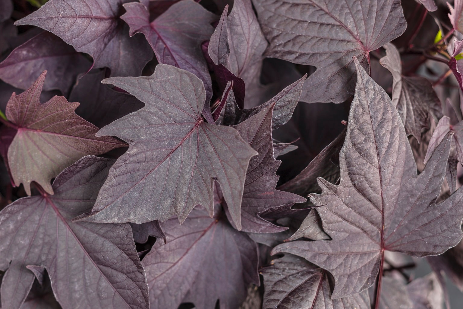 sweet caroline bewitched after midnight ornamental sweet potato vine