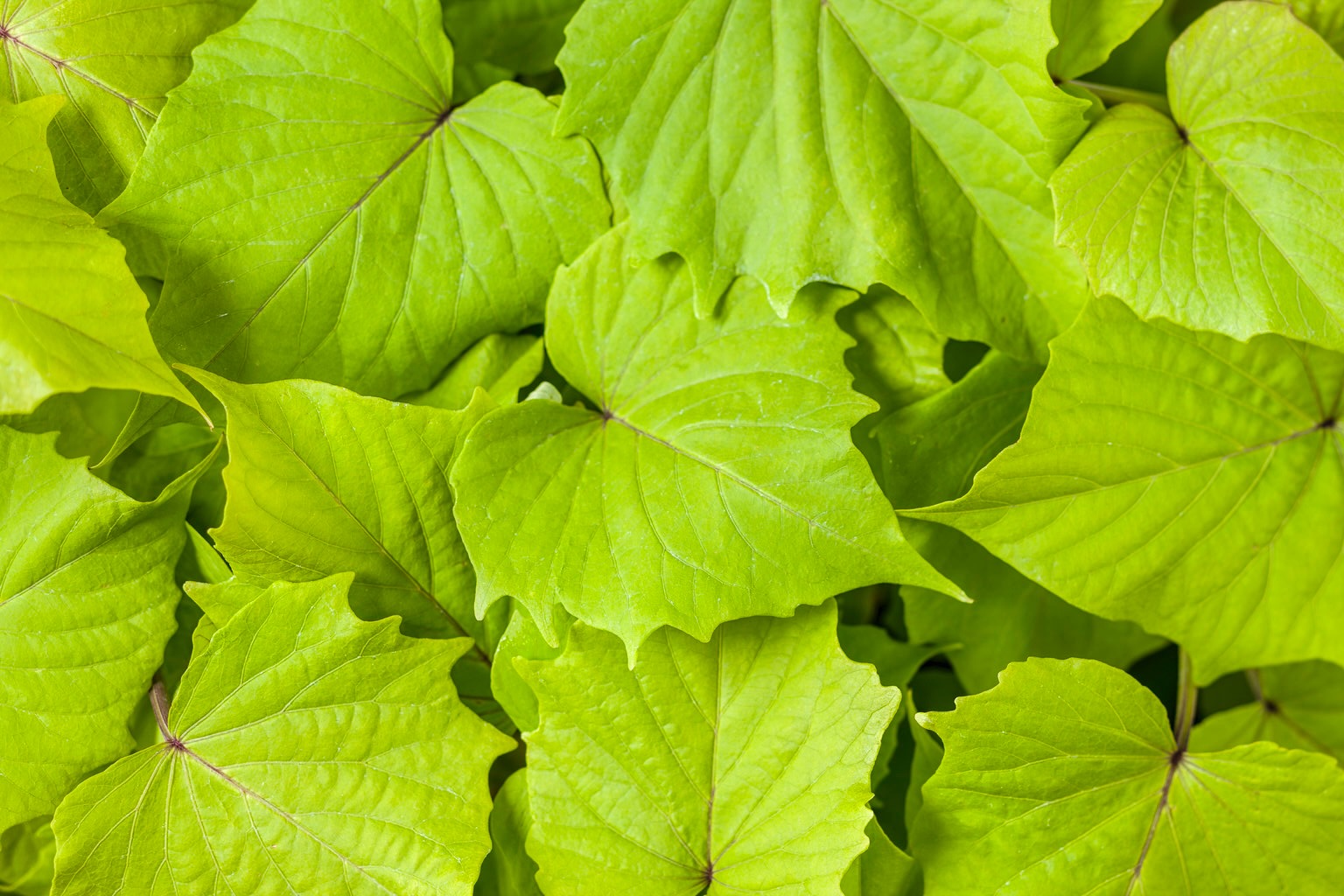 sweet caroline bewitched green with envy ornamental sweet potato vine