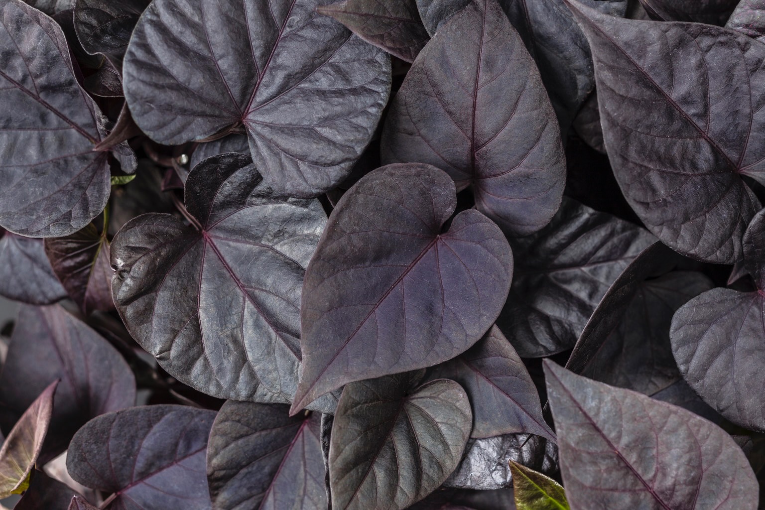 sweet caroline sweetheart black jet ornamental sweet potato vine