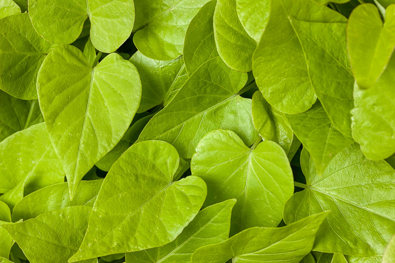 sweet caroline sweetheart lime ornamental sweet potato vine