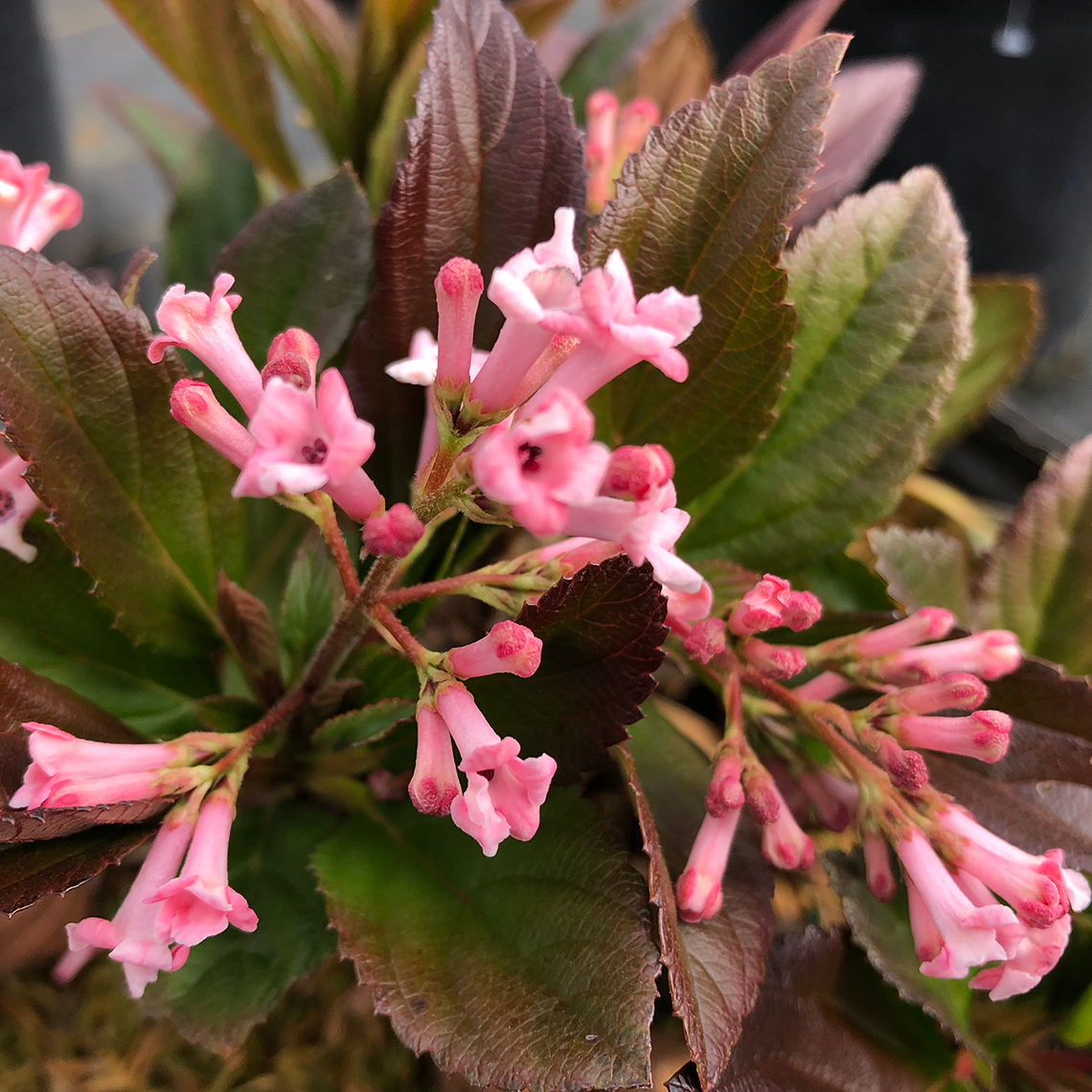 viburnum sweet talker