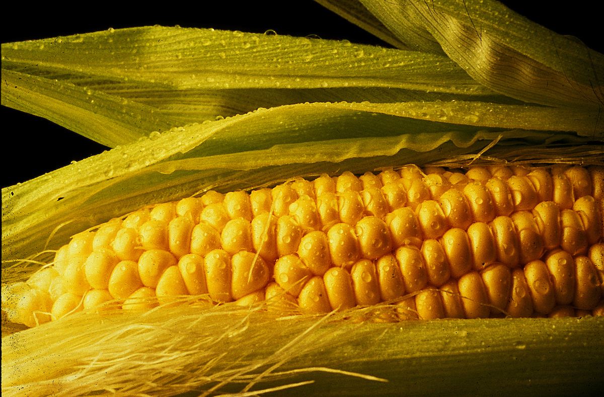 maize