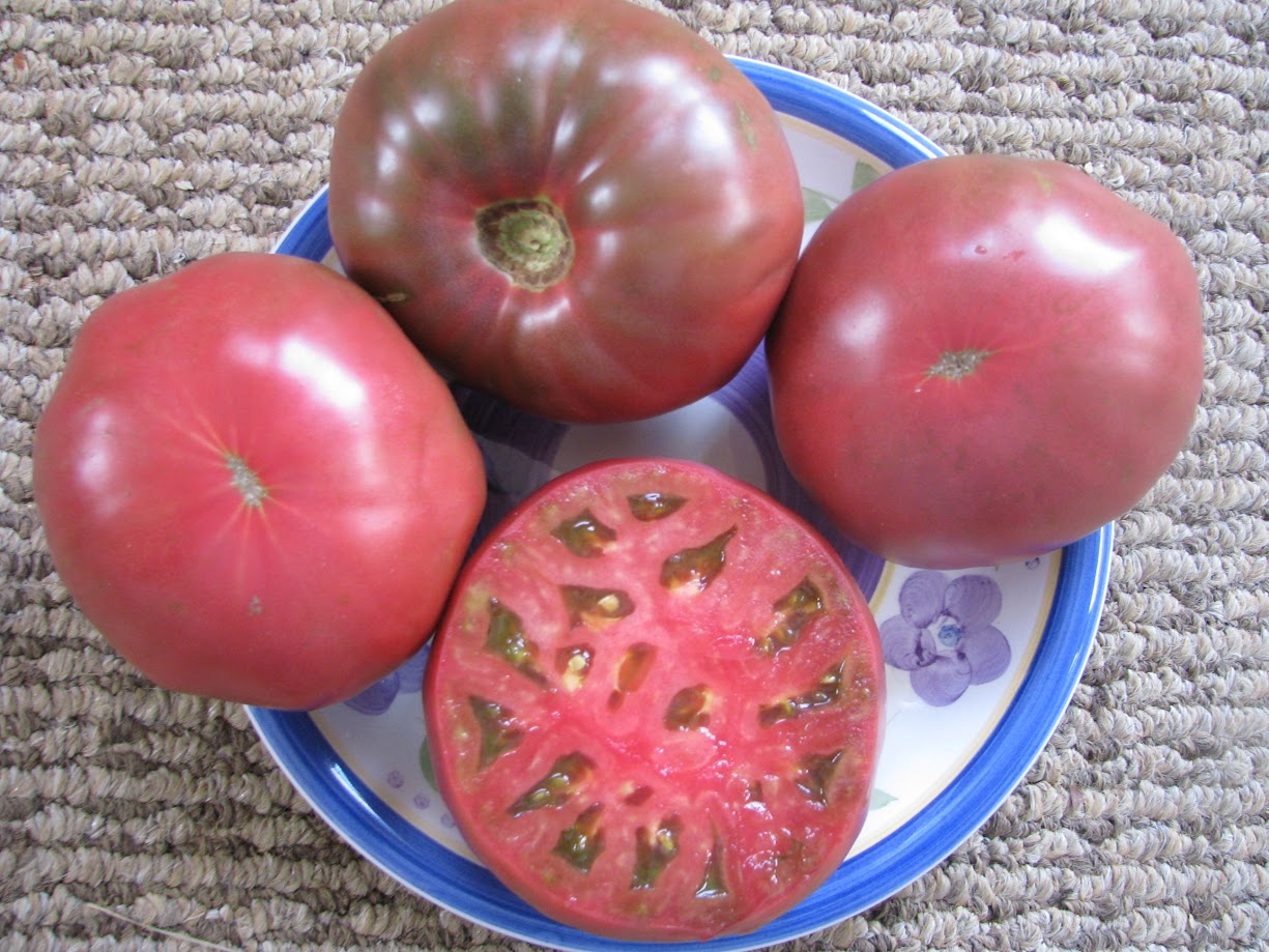 mountain heritage tomato