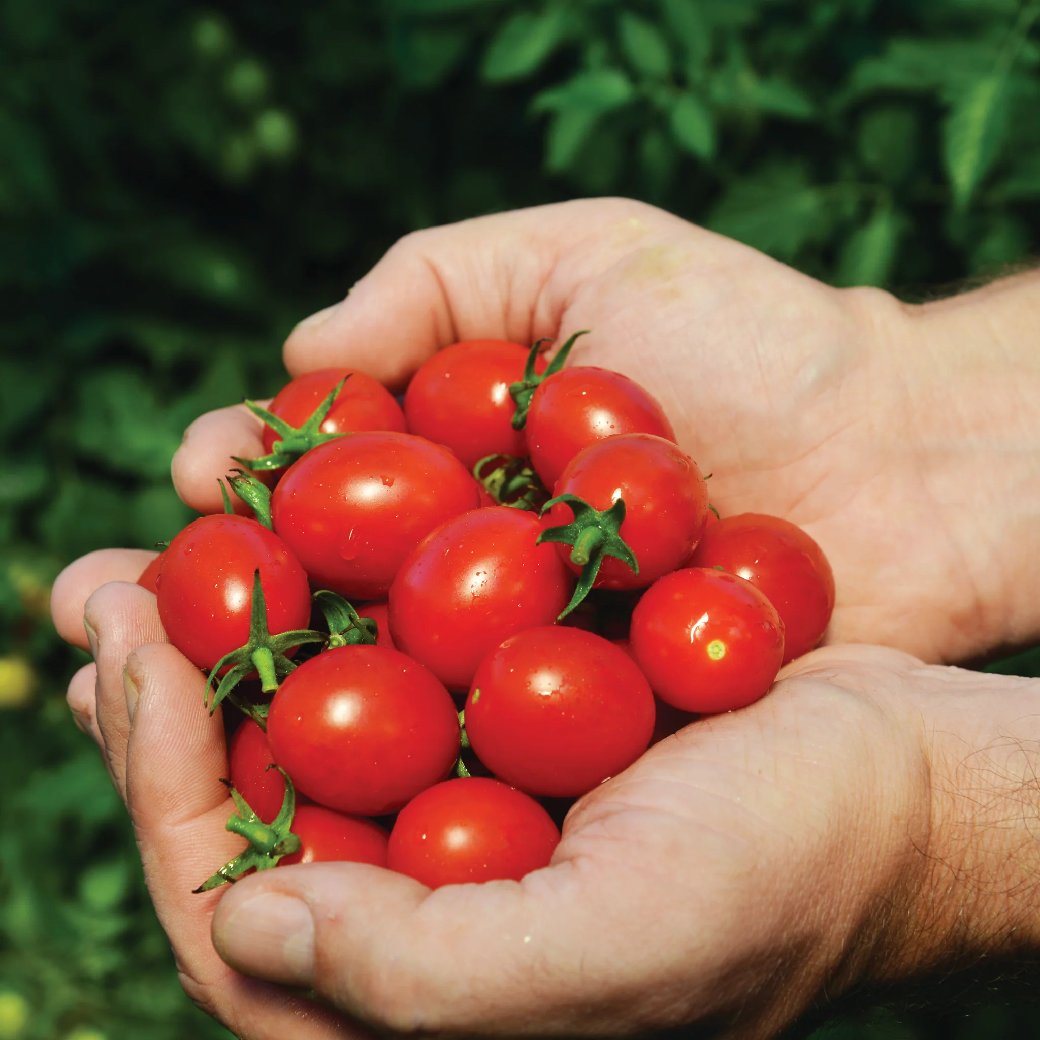 mountain honey tomato