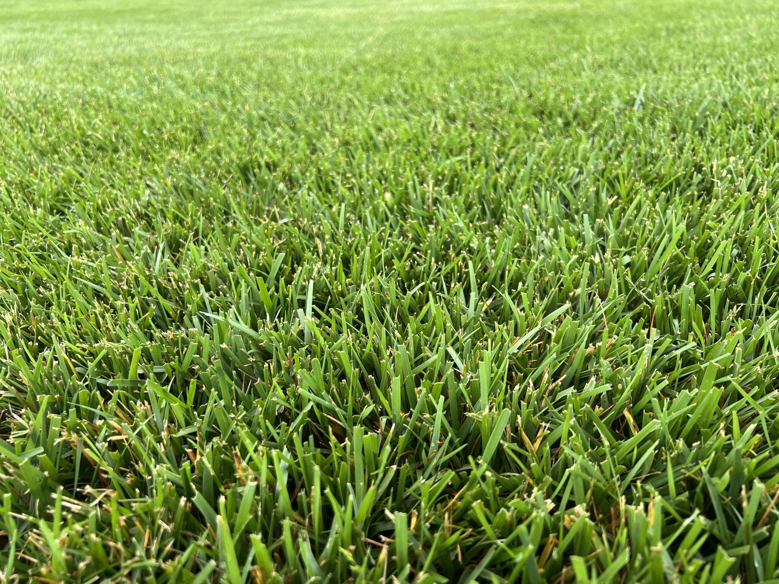 heatwave tall fescue