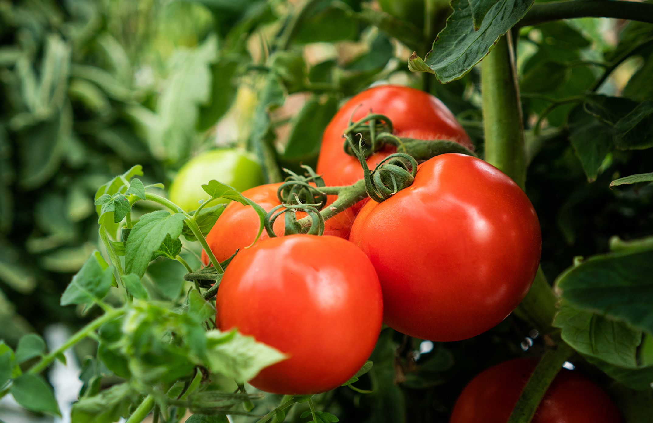 mountain lion tomato