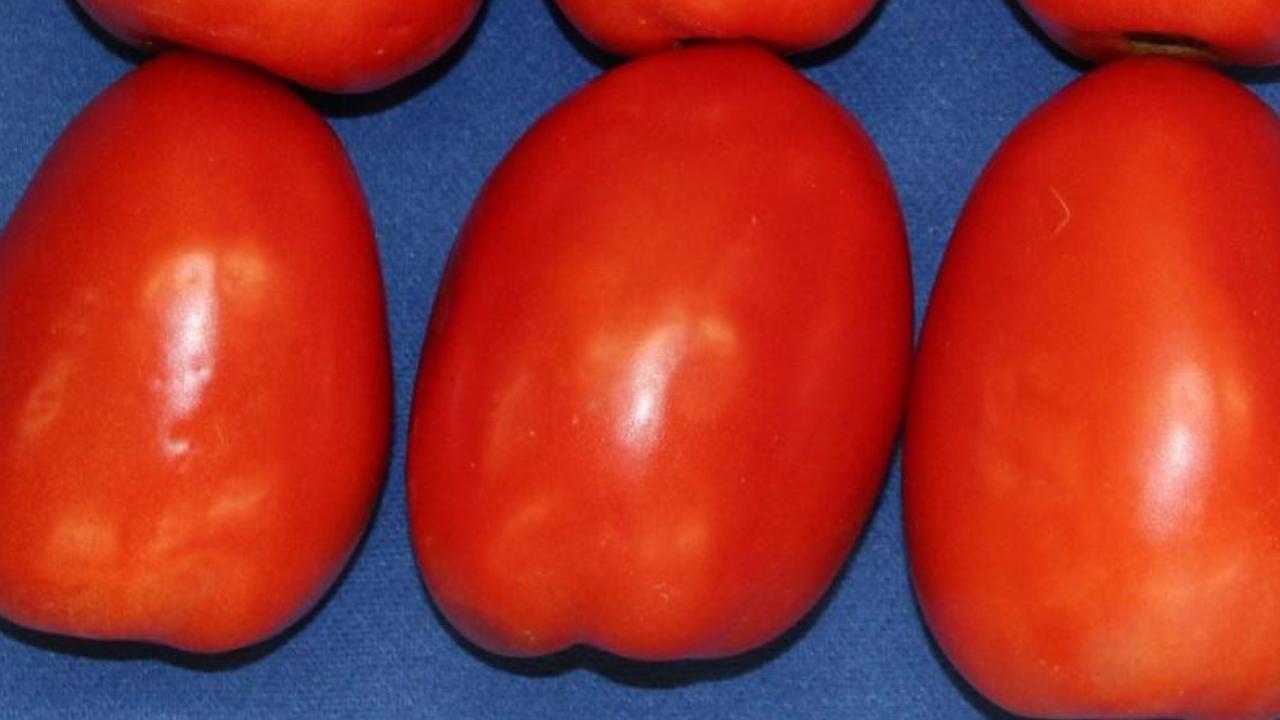 mountain crown tomato