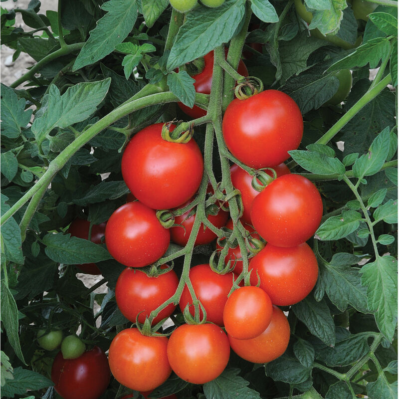 mountain magic tomato