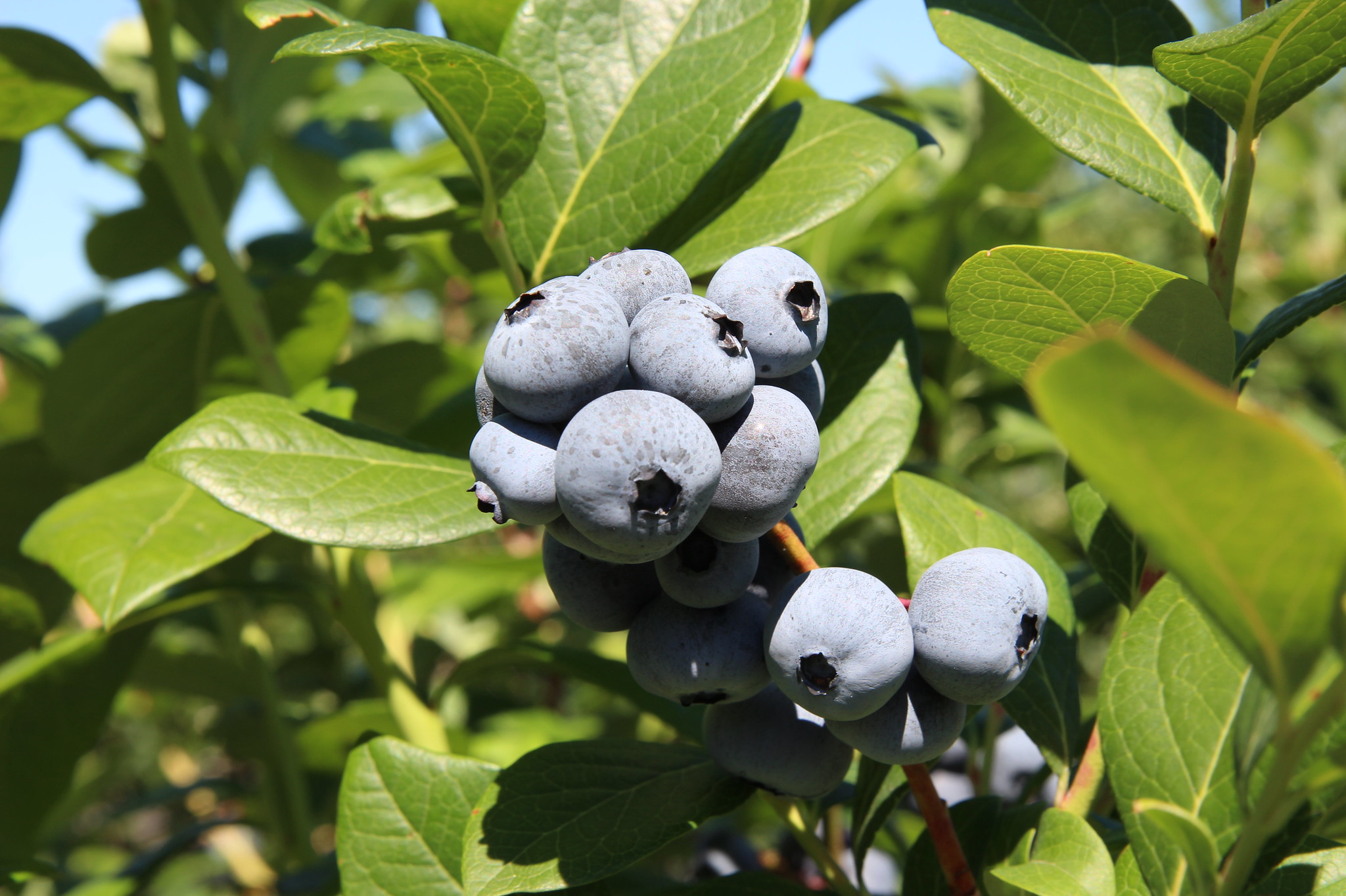 Heintooga blueberries