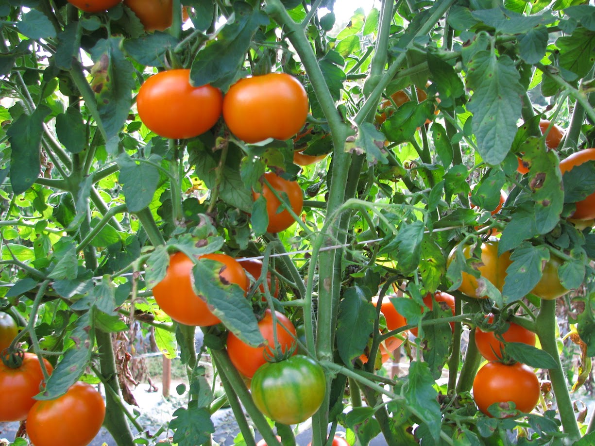 mountain sunrise tomato