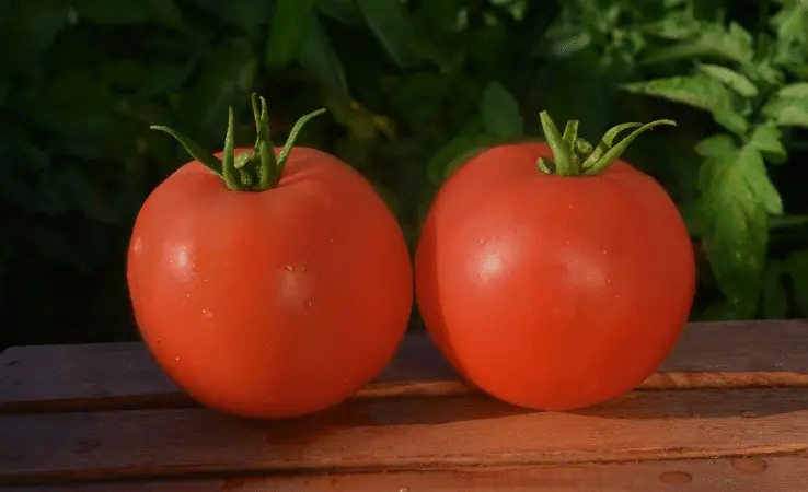 mountain majesty hybrid tomato