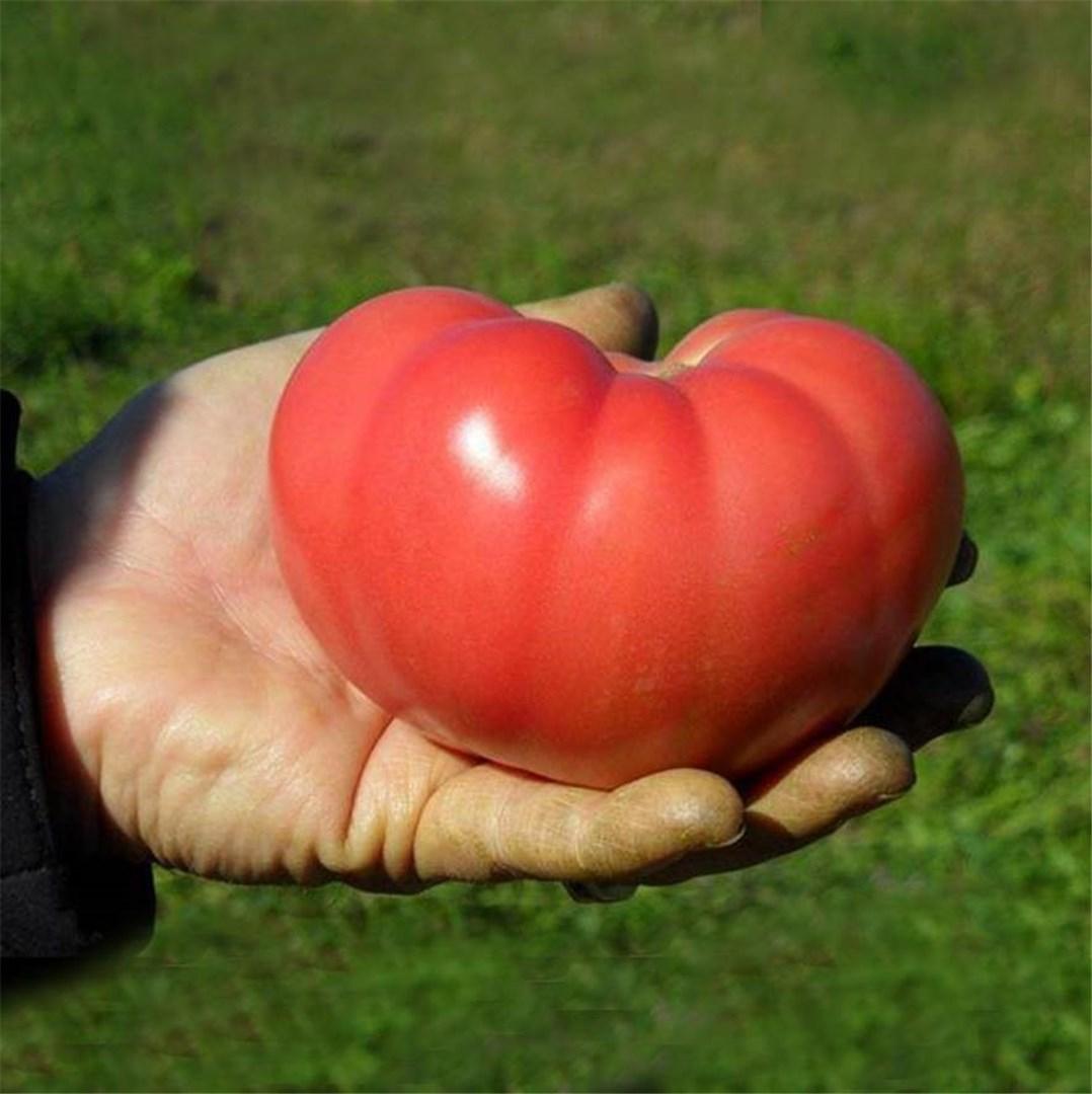 mountain rouge tomato