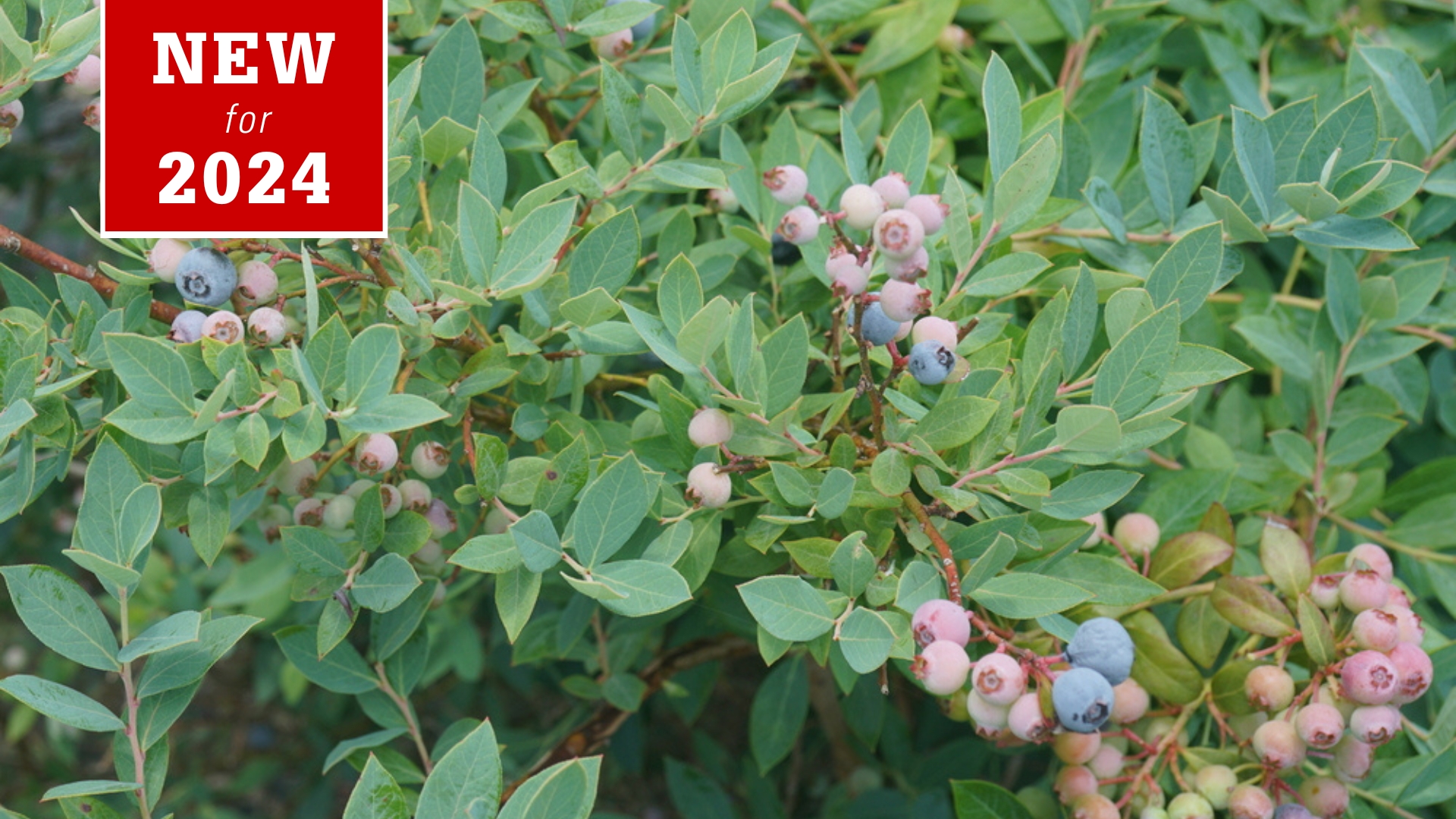 splendid highbush blueberry new in 2024