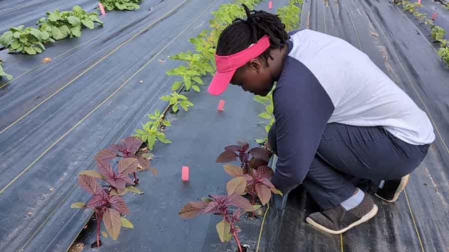 Glady Wanja Njeri in field