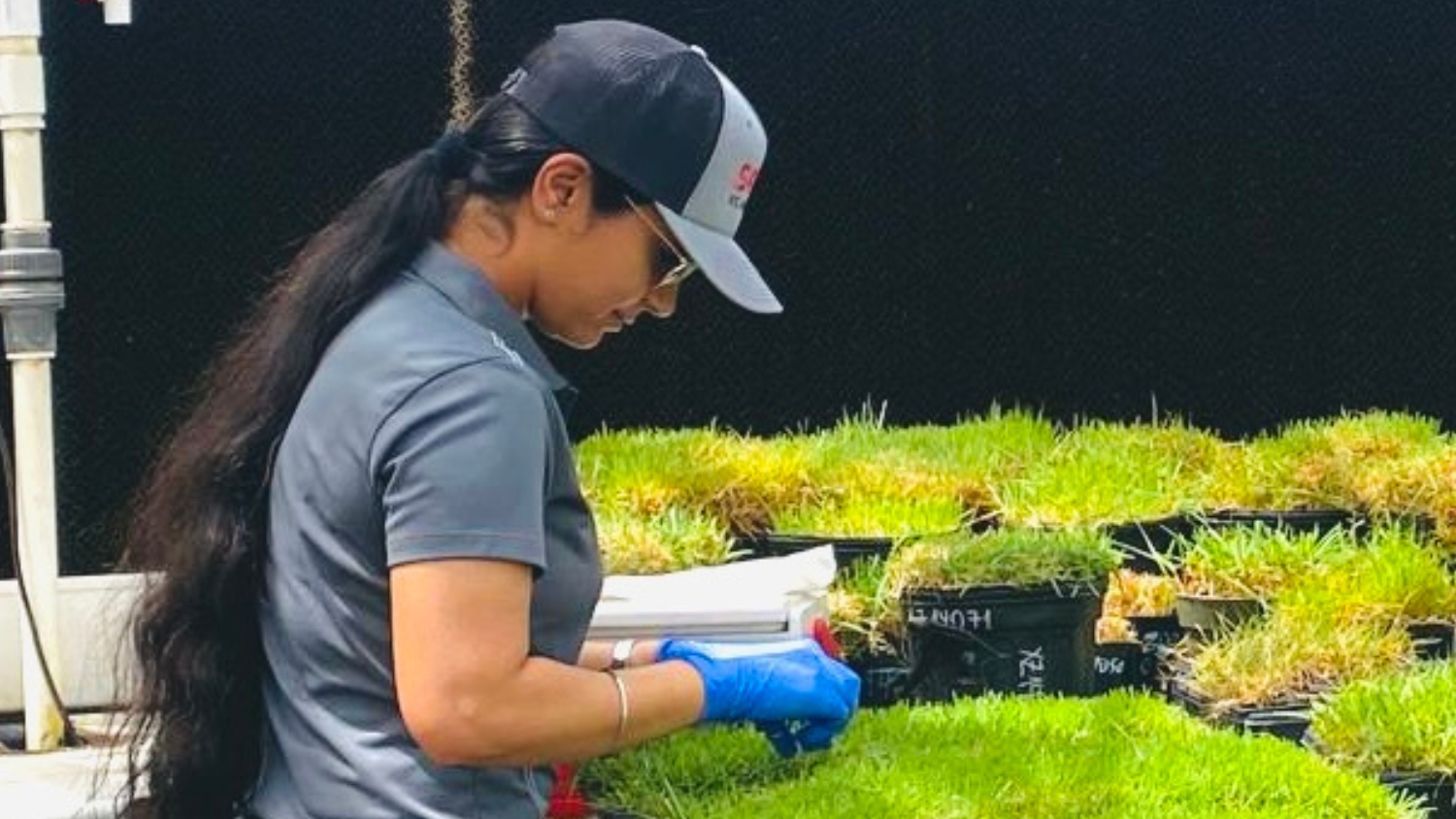 Balihar evaluates zoysiagrass varieties in a greenhouse