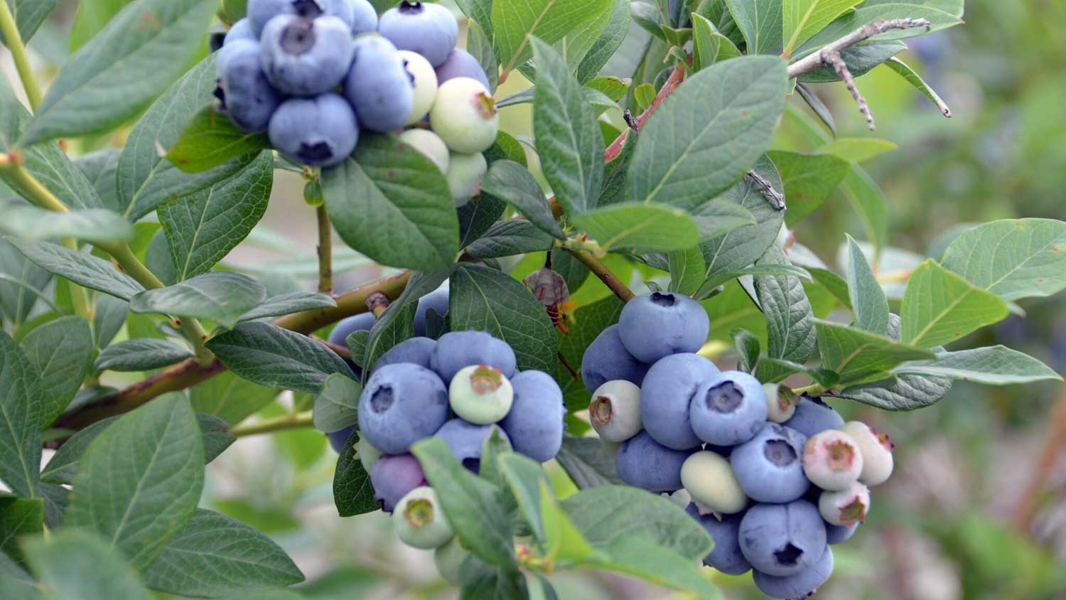 New Hanover blueberries variety