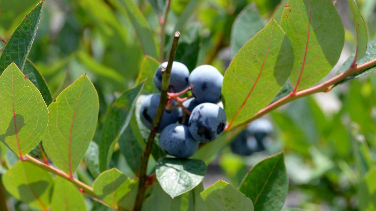 Heintooga (pentaploid) blueberry variety