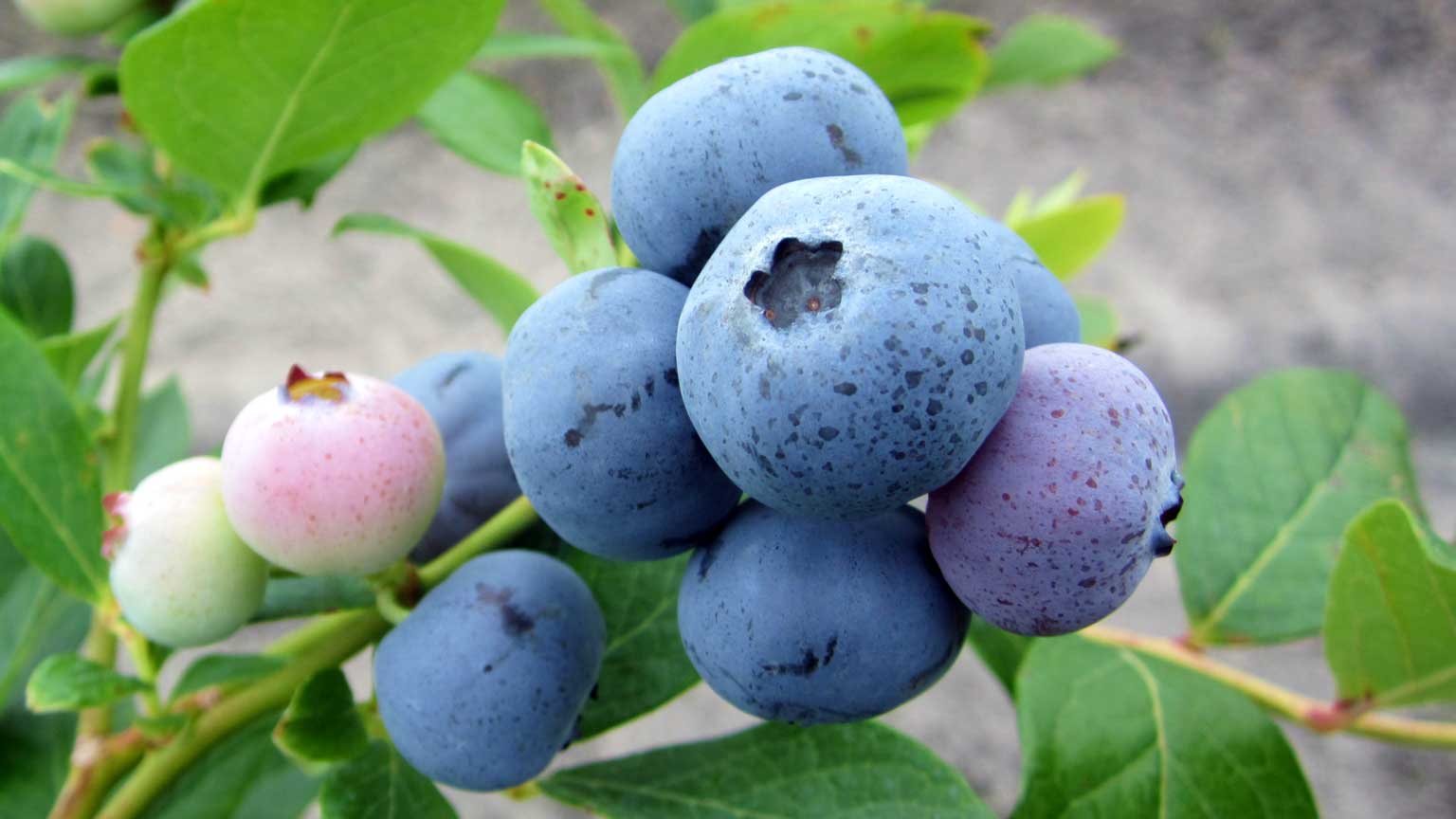 Pinnacle blueberry variety